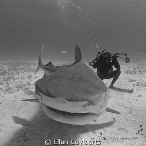 Tiger shark photography :-) by Ellen Cuylaerts 